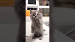 #cats  #catvideos #babycat #catlover #babycat #baby #cat #baby #babydog #babygirl #dog #dogs (4)