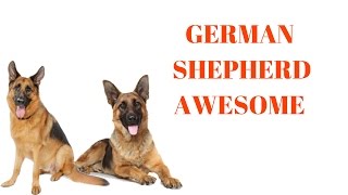 GERMAN SHEPHERDS Are Awesome: GERMAN SHEPHERDS Life Compilation