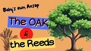 The Oak & The Reeds | Baby's Own AESOP