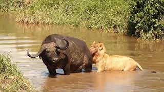 Lions eat buffalo in the river