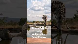 Laluka Safari Lodge - Welgevonden Game Reserve South Africa