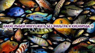 КАКИЕ АКВАРИУМНЫЕ РЫБКИ МОГУТ ЖИТЬ БЕЗ ФИЛЬТРА И КИСЛОРОДА !?