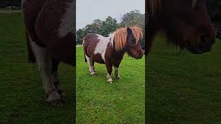 Super Cute Tiny Pony Munching On Grass in the New Forest