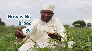 Nigeria sets the pace for biotech crops approval in record time