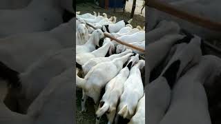 Really cute baby goats Pile of cuties bounces across a little ditchWorried  goat reunites with kid