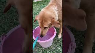 พี่เดือนเปิดน้ำให้หนุกินหน่อยจ้า #youtubeshorts #animals #dog #pets #หมา #viral