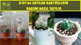 A101 'de SATILAN KAKTÜSLERİ ALDIM | Bakımları nasıl yapılmalı ?