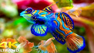 4K fish  view fish Beautiful view khubsurat machhaliya samudar machhali