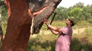 Cork Harvest