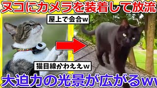 【2ch動物スレ】ネッコに猫用カメラ装着した結果➡大迫力の光景が撮影されるwwww