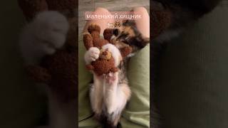 кошка съела  медведя🐈❤️🐻 #пушистыедрузья