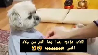 كلاب مؤدبة جدا وتفعل شئ غريب مثل البشر وبطريقة غريبة #كلاب_تأكل #كوميدي #كلاب_مؤدبة #كلاب_شقية