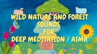 Forest Sounds for Deep Meditation | Nature Sounds for Deep Meditation | Nature Sounds for Sleeping