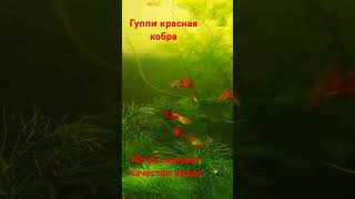 Гуппи красная кобра