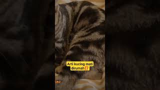 Arti kucing mati dirumah⁉️ #kucinglucu #kucingimut #viral #shortsfeed