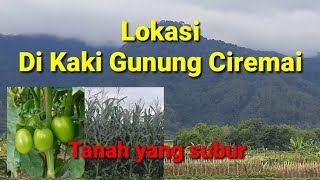 jalan jalan sore di area ladang Kaki Gunung Ciremai