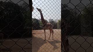 Giraffe #dance Kolkata Ali pur