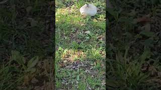 Akron punk hobos picking mushrooms in yard for vegan charity food.