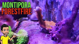 Montipora Forestfire - Nuevo coral en acuario