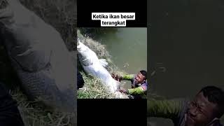 Mancing Ikan super besar akhirnya bisa  terangkat