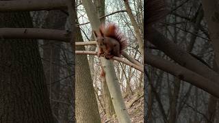 🐿️："I found it!"#animals #squirrel #mylife #cute #동물 #wildanimals #shorts #松鼠 #动物 #动物搞笑