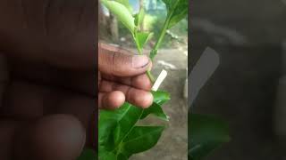 লেবু গাছের কলম করার সহজ পদ্ধতি #shot video.