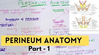 PERINEUM ANATOMY - 1 | UROGENITAL TRIANGLE(ANTERIOR PERINEUM) | Suyash Shukla