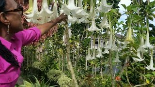 Tips on Growing and Propagating Angel's Trumpet Brugmansia