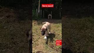 KANGAL YAVRU, YAVRU KÖPEK, PUPPY PUPPİES #pet #dog #pets #wildlife #dogs #doglover #shorts #short