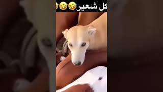 Arpa yiyen köpek 🐕 🤣🤣🤣🤣🤣