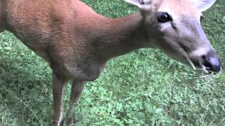 Deer in our back yard