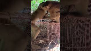 Funny monkey on clip each , Enjoy  100 #nest of monkey