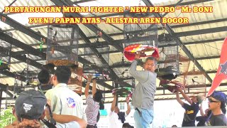 Pertarurungan sengit murai fighter kualitas mewah "NEW PEDRO" Mr BONI - ALLSTAR ARENA BOGOR 20/10/24