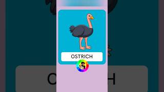 Ostrich Flashcard #shorts #animals #ostrich #flashcard