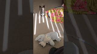 Puppy Dog Betty Girl Playing With Ted. #betty #shorts #bettygirlshorts #puppy #video #viral #dog