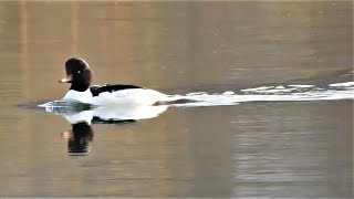 冬鳥 カワアイサ　紀ノ川で夏を越す・・・！？