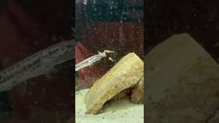 Live feeding #aquarium #fish #fishtank #Gar #exotic #viral #shortsfeed