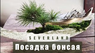 Посадка бонсая | SEVERLAND