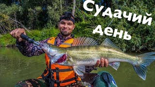 КРУПНЫЕ СУДАКИ! Рыбалка в Казахстане на реке Иртыш!