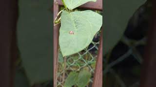 SEBELUM PUPUS, BETULKAH SPECIES INI DIANCAM KEPUPUSAN?