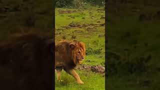 Saving Reflexes #lion