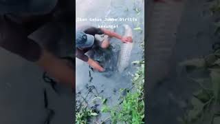 apa yang akan kalian lakukan,ketika mancing mendapatkan ikan sebesar ini😱😱😱😱