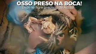 Tigre Tem Enorme Pedaço de Osso Preso em Presa! Veja Como  o Animal Saiu dessa!