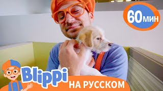 Песня "О Домашних Животных" | Обучающие видео для детей | Blippi Russian