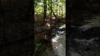 Trees and a creek with reflected sunlight