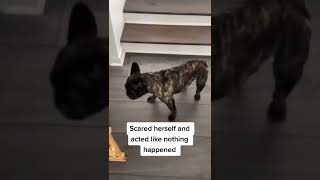 #🤣🤣🤣 #pets #animals #fypage #funnnyvideos #wee #funny #cat #dogsofttiktok #dog   #shorts