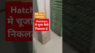 अंडे से बच्चा कैसे निकलता है। Chiks Hatchery Video. Desi murgi, ffg, rir, Kadaknath, Sonali murgi.