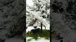 The beauty of the first Snow #youtuber #nature #subscribe #viral #winter #snow #snowfall #garden