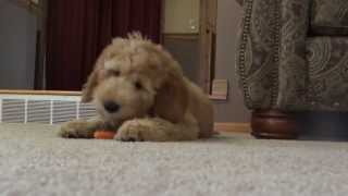 Cutest Goldendoodle Puppy!!!!