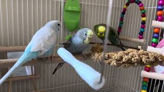 Happy budgies | Treat Time 🩶💚🩵